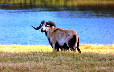 Mouflon Ram At Cold Creek Ranch Texas Cold Creek Ranch Texas