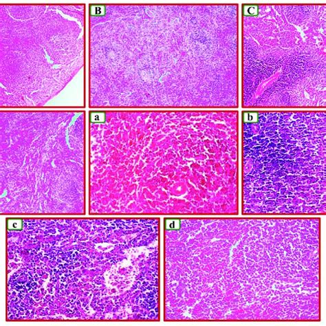 Representative Appearances Of The Spleen Tissue Stained With Hande The
