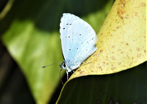 Holly Blue Wimborne Dorset Butterflies
