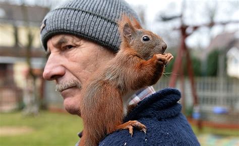 Man Nurses Squirrel Back To Health Now Theyre Inseparable Your