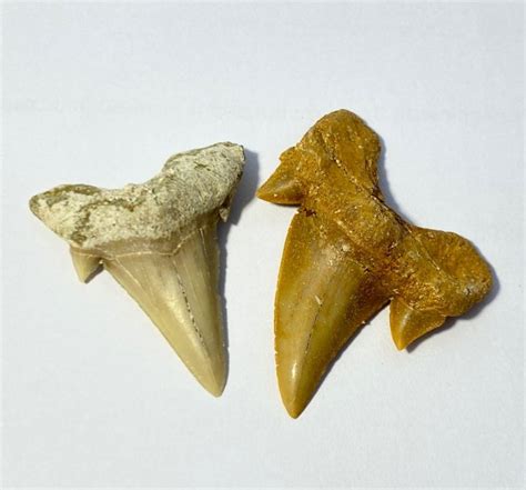 Fossil Shark Tooth Lamna Obliqua Sp 43 Million Years Old Morocco
