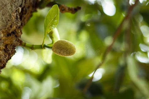Small Jackfruit Hanging Stock Image Image Of Fresh 182796607