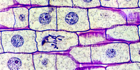 Simplyscience Dans Le Noyau Cellulaire Se Trouvent Les Chromosomes