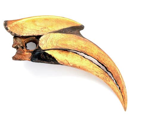Beak Of Great Hornbill Buceros Bicornis Photograph By Dorling