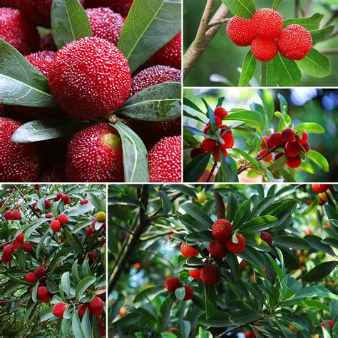 Wintefei 20pcs Myrica Morella Rubra Seeds Yangmei Chinese Bayberry