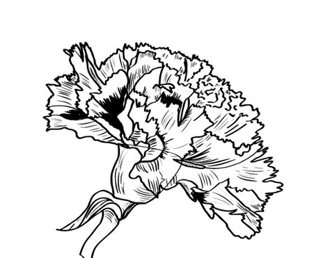 Dibujo de Flor de clavel para Colorear | Claveles, Clavel dibujo ...