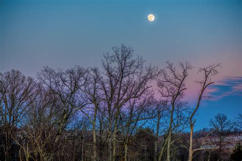 Wallpaper Trees Sky Moon Branches Hd Widescreen High Definition