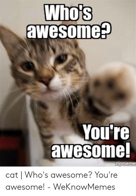10 You Are Awesome Cat Memes Factory Memes