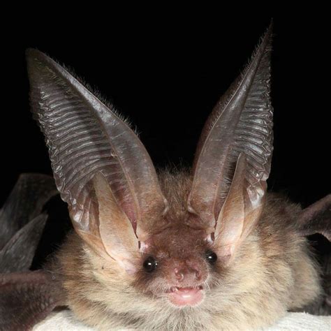 Pin By Batqueen66 On Bats Bat Species Cute Animals Animals