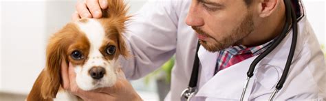 Visit Our Overland Park Vet Clinic Companion Care Veterinary Clinic