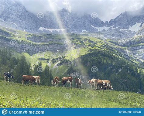 Idyllic Landscape In The Alps With Brown Cows Graze At Fresh Green
