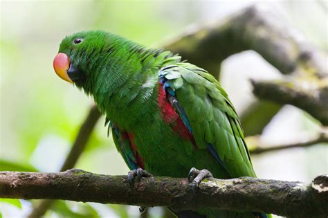 8 Most Intelligent Pet Parrot Species