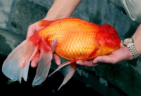 3 Pound Goldfish Found—howd It Get So Big National Geographic Blog