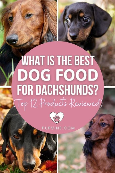 What Is The Best Dog Food For Dachshunds