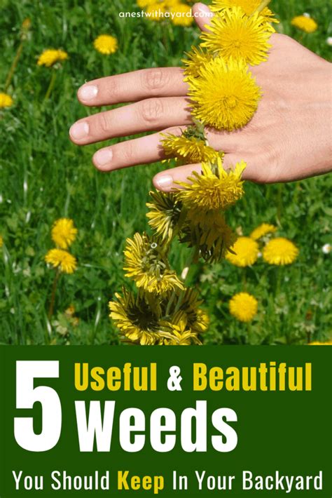 5 Beautiful And Useful Weeds You Should Keep In Your Yard Both Bees
