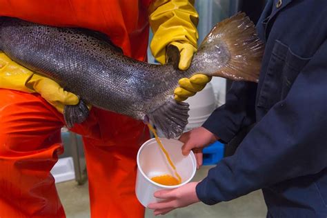 This Salmon Will Likely Be The First Gmo Animal You Eat
