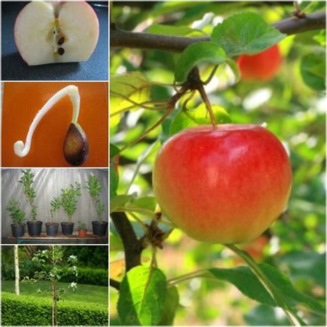 How To Grow Apple Trees From Seed Cultivo De árboles Frutales Como