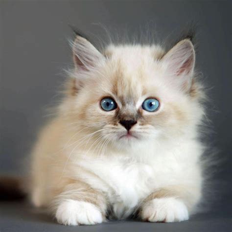 Litter f arrived on 2 december: Hypo-Allergenic Siberian Cats and Kittens for sale