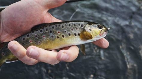 Best Way To Catch Brown Trout A How To Guide Fishing Munk