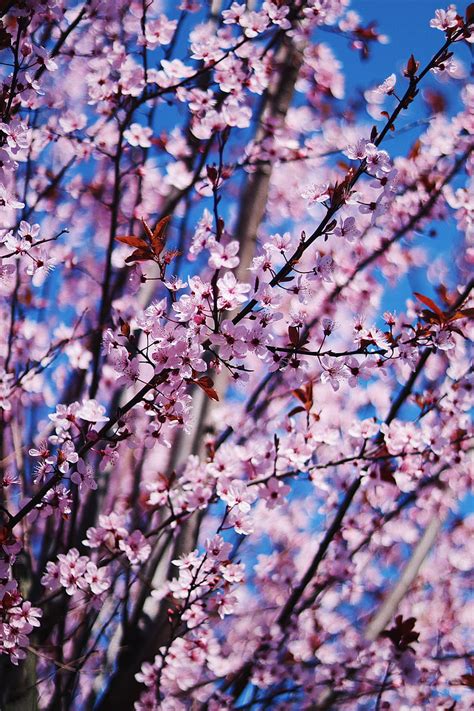 Flower Spring Bloom Petals Branches Hd Phone Wallpaper Peakpx