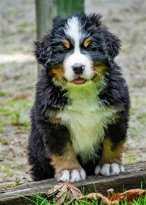 A bernegol will not be happy in a household where no. Bernese Mountain Dog Puppy Photograph by Pelo Blanco Photo