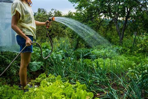 10 Golden Watering Tips For Your Vegetable Garden
