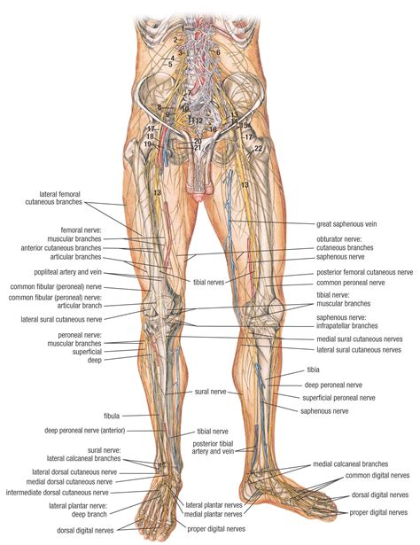 You must take this human anatomy test on lower extremity if you are preparing to establish your career in the field of physiology and anatomy. Nerves of the lower limb anatomy