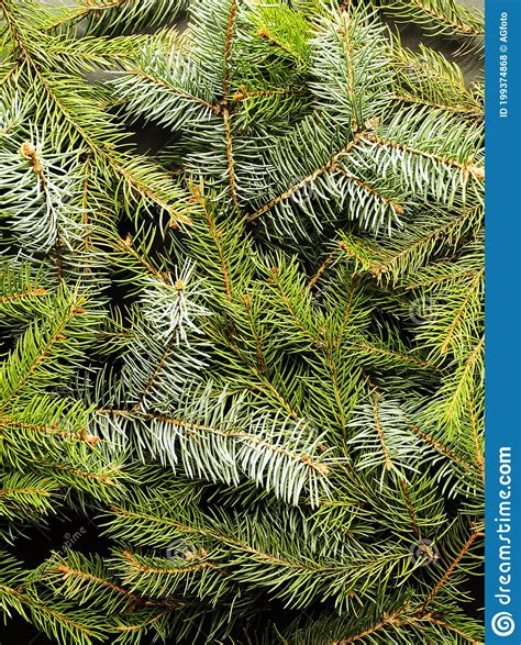 Christmas Pine Tree Background Stock Photo Image Of Season Bright