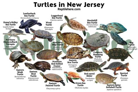 17 Types Of Turtles Found In New Jersey Nature Blog Network