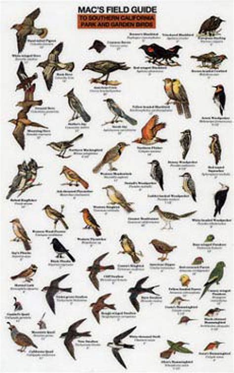 We did not find results for: Mac's Field Guide® to Southern California Park and Garden Birds (Laminated)