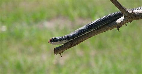 Black Racer Snakes Do It Just About Anywhere South Carolina Public Radio