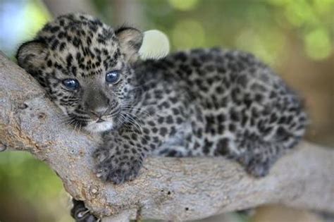 The Animal Kingdom Images Baby Leopard Wallpaper And Background Photos