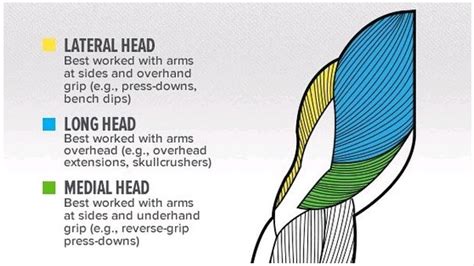 Best Medial Tricep Head Exercises — The Complete Guide Al Jazeera