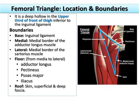 Ppt Anterior And Medial Compartments Of Thigh Powerpoint Presentation