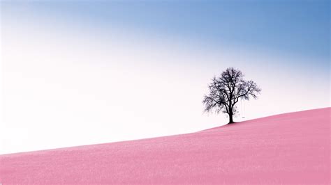 2560x1440 Pink Wallpapers On Wallpaperdog