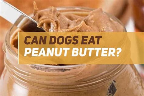 Can Dogs Eat Peanut Butter Puppyfaqs