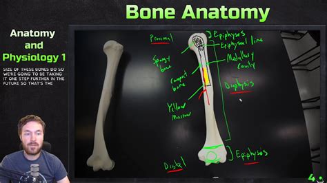 Long And Compact Bone Anatomy Anatomy And Physiology 1 Youtube