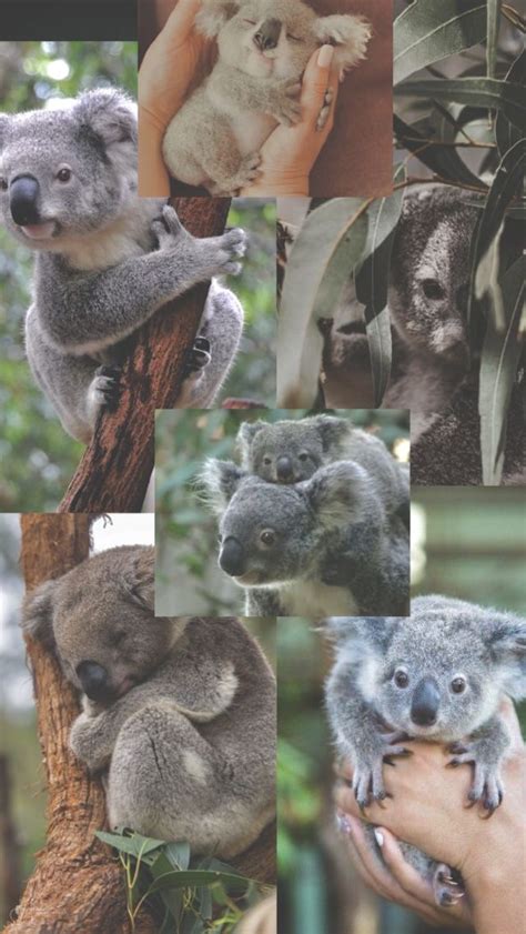 Koala Aesthetic Koala Bear Koala Bear
