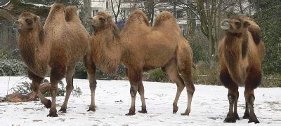 Hump is to store water and food. Why Does My Donkey Have a Fat Neck?
