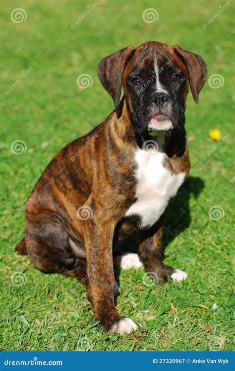Boxer Dog Puppy Stock Image Image Of Brown Little Doggy 27330967