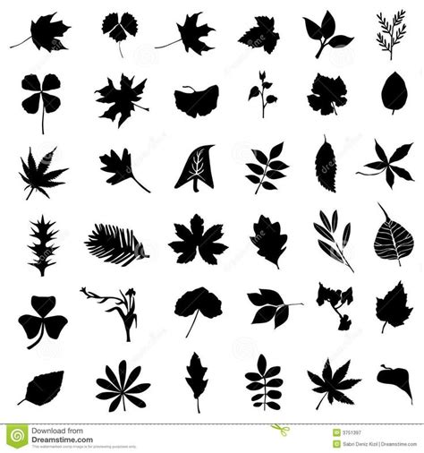 Leaf Silhouettes On White Background Set Of Various Leaves And