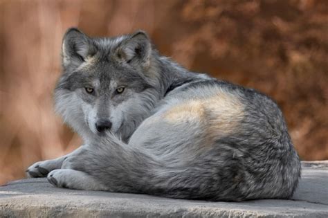 Conservationists Ask Utah To Spare Endangered Mexican Gray Wolf