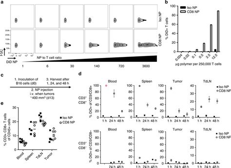 Cd8a Targeting Nanoparticles Bind To T Cell In Vitro And In Vivo A