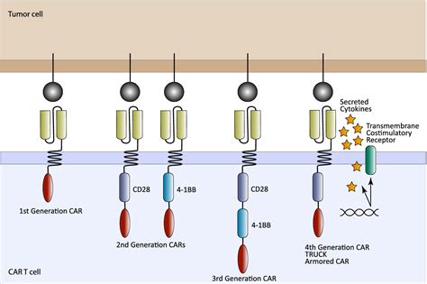 New Directions In Chimeric Antigen Receptor T Cell Cart Therapy And