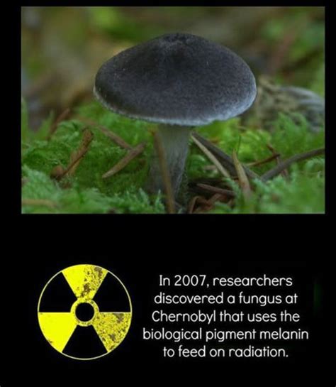 El hongo negro es calificado como una de las patologías oportunistas que ha sido relacionada con la mucormicosis es una peligrosa infección por hongos que afecta principalmente a personas con. hongo negro absorbe radiación en chernobyl. - Info - Taringa!