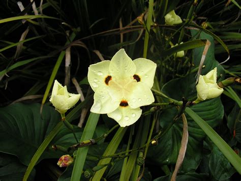 Iris pseudacorus, the yellow flag, yellow iris, or water flag, is a species of flowering plant in the family iridaceae. Dietes bicolor - Wikipedia