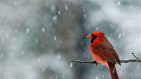 Snow Falling Wallpaper High Definition High Quality