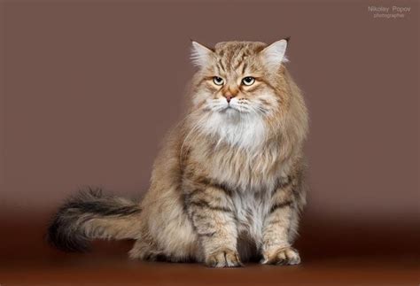 Purebred Hypoallergenic Siberian Forest Cat Kittens For Sale Adoption