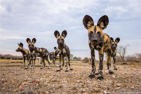 African Wild Dogs Colour Limited Edition Print Will Burrard Lucas
