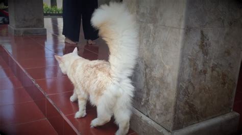 Kucing, maine coon, hewan 1500x998. GOLDY : Kucing Maine Coon Jantan (Before - After) - YouTube